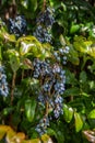 Green shrub with blue juicy berries