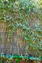 Green Shrub Growing on Bamboo Cane Fence Royalty Free Stock Photo