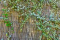 Green Shrub Growing on Bamboo Cane Fence Royalty Free Stock Photo