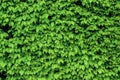 Green shrub hedge, fresh green leaves for texture background. Lush vegetation close-up