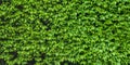 Green shrub hedge, fresh green leaves for texture background. Lush vegetation close-up