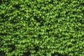 Green shrub hedge, fresh green leaves for texture background. Lush vegetation close-up