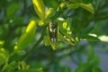 A green shrub with an insect in the middle eating the foliage