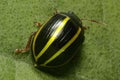 Green shrub like plant with black and yellow beetle