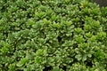 Green Shrub Pittosporum tobira