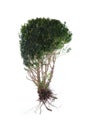 Green shrub isolated