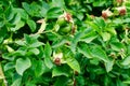 Green shrub rose hips