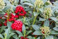 Green shrub Skimmia with red fruits in Dutch greenhouse