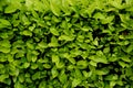 Green shrub wall natural texture background Royalty Free Stock Photo