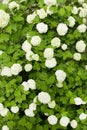 Green shrub with white flowers Royalty Free Stock Photo