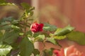 Green shrub with wild red rose flower Royalty Free Stock Photo