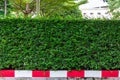 Green wall boundary Royalty Free Stock Photo