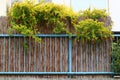 Metal fence and plants along the fence