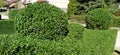 Green shrubs. Hedge. Bright fresh foliage. Glossy shiny leaves. Solar lighting. City Park. Garden decoration Royalty Free Stock Photo