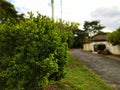 Green shrubs Royalty Free Stock Photo
