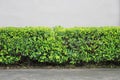 Green shrubs of tree in the garden and cement road. Royalty Free Stock Photo