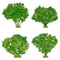 Green shrubs vector set