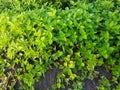 Green Bush. Seamless Tileable Texture. Royalty Free Stock Photo