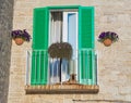 Green shutter. Royalty Free Stock Photo