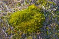 Green Siberian moss in the forest outside the city.  Summer. Royalty Free Stock Photo