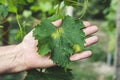 Green sick grape leaf in gardener hands. Grapevine diseases. Royalty Free Stock Photo