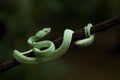 Green side striped palm viper also called \