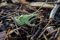 Green Sierran Treefrog (Pseudacris sierra)