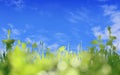 Green silhouette of grass and wild flowers border on blue sky