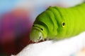 Green silkworm