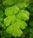 Green silky leaf with water droplet Royalty Free Stock Photo