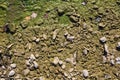 Green silty rocks Royalty Free Stock Photo