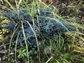 Green silver creeping juniper with long grass, background.Juniper horizontal, autumn