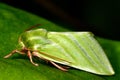 Green silver-lines moth (Pseudoips fagana) in profile