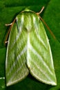 Green silver-lines moth (Pseudoips fagana)