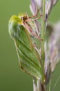 Green silver-lines moth & x28;Pseudoips fagana& x29; on grass