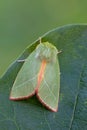 Green silver-lines - Pseudoips prasinana