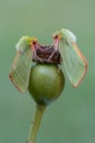 Green silver-lines - Pseudoips prasinana