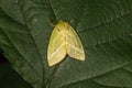 Green silver-lines Pseudoips prasinana