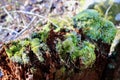 Green and silver moss on a tree stump Royalty Free Stock Photo