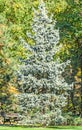 Green silver pine tree in autumn time, orange yellow leaves Royalty Free Stock Photo