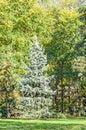 Green silver pine tree in autumn time, orange yellow leaves Royalty Free Stock Photo