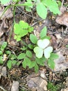 Green and Silver Three leaf Clovers on the forest ground. Royalty Free Stock Photo