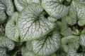 Green and silvery leaves of Siberian Bugloss leaves Royalty Free Stock Photo