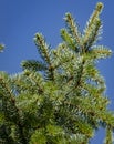 Green and silvery needles of Picea omorica on blye sky as background. Close-up in natural sunligh.