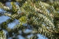 Green and silvery spruce needles on the branches of Abies koreana Silberlocke on the bokeh and blurred evergreen