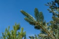 Green and silvery spruce needles on the branches of fir Abies koreana on blue sky background. Royalty Free Stock Photo