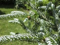 Green and silvery spruce needles on the branches of fir Abies koreana Silberlocke on the bokeh and blurred evergreen garden plants