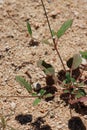 Boerhavia Triquetra Leaf - Little San Bernardino Mtns - 082022