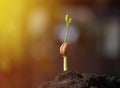 Green sindora siamensis sprout growing from seed