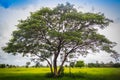 Green single tree on the rice field with cloudy blue sky background. Landscape view of big tree in green rice field on cloudy day. Royalty Free Stock Photo